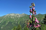 15 Giglio martagone (Lilium martagon) con vista in Menna 